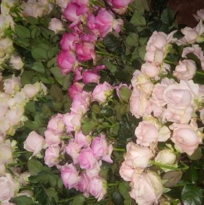 supplayer bunga potong